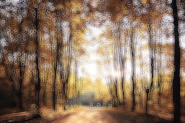 Niewyraźne tło jesienny Las — Zdjęcie stockowe