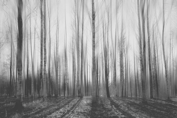 blurred autumn forest