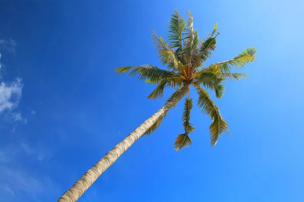 Palm kék ég — Stock Fotó