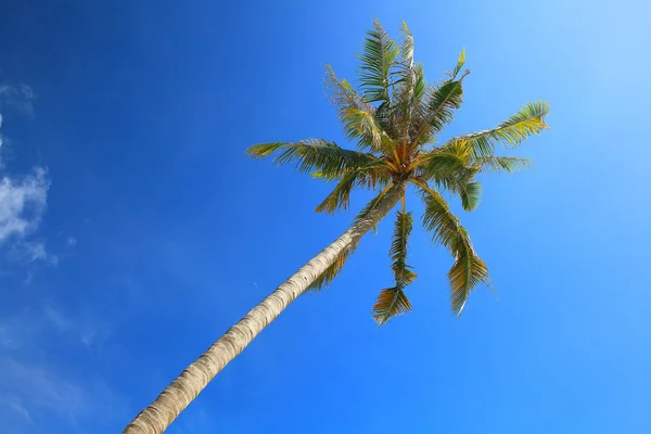 Palma cielo azul —  Fotos de Stock