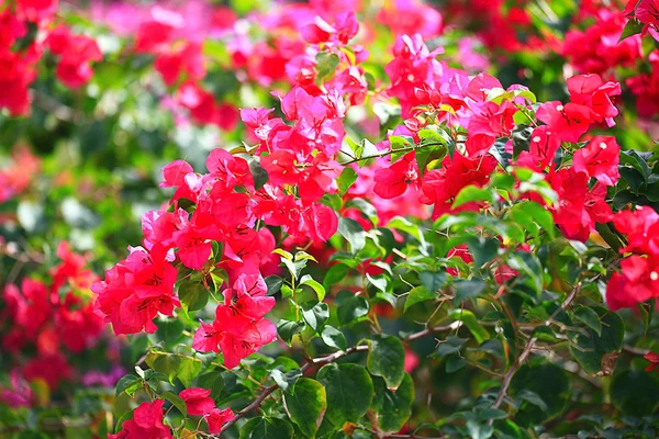 Fleurs rouges d'été — Photo