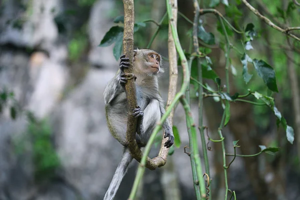 Monkey in wild forest — Zdjęcie stockowe