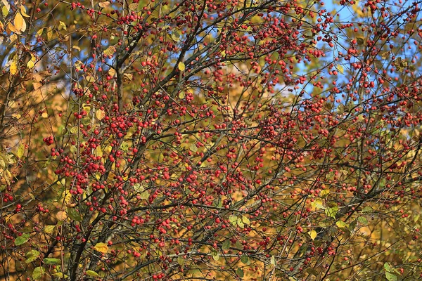 黄色の秋の背景 — ストック写真