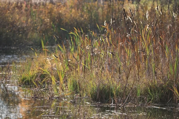 Herfst gras wazig achtergrond — Stockfoto