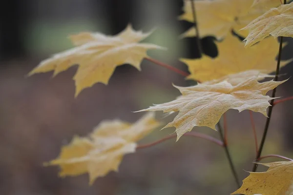 Gelbe Herbstblätter — Stockfoto