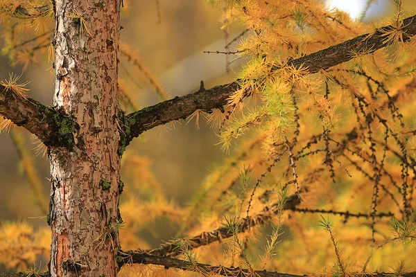 黄色の秋の背景 — ストック写真