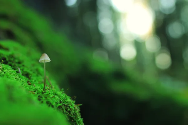 Petit crapaud champignon — Photo