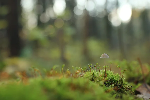 Pequeno cogumelo toadstool — Fotografia de Stock