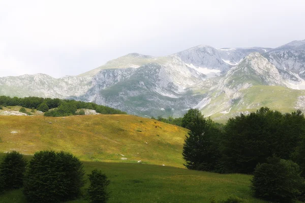 Krajobraz las lato — Zdjęcie stockowe