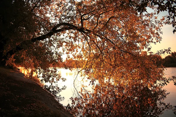 Gul hösten bakgrund — Stockfoto