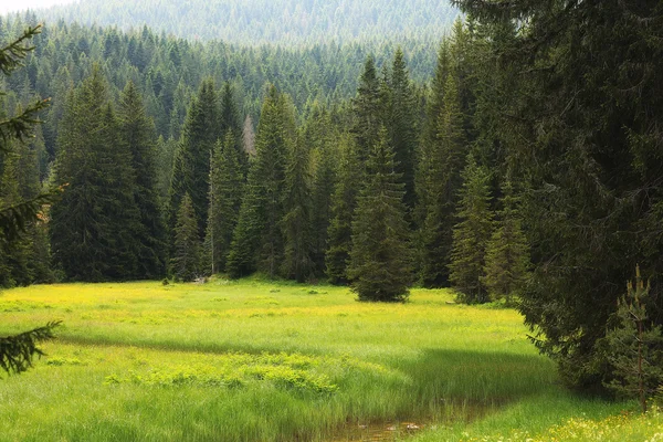 Orman manzara yaz — Stok fotoğraf