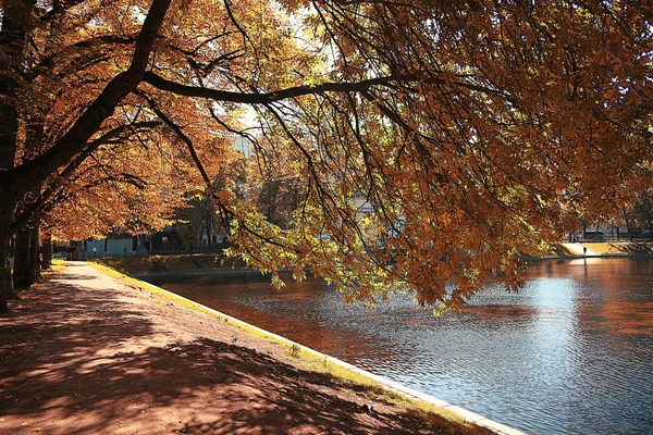 公園の木の路地 — ストック写真