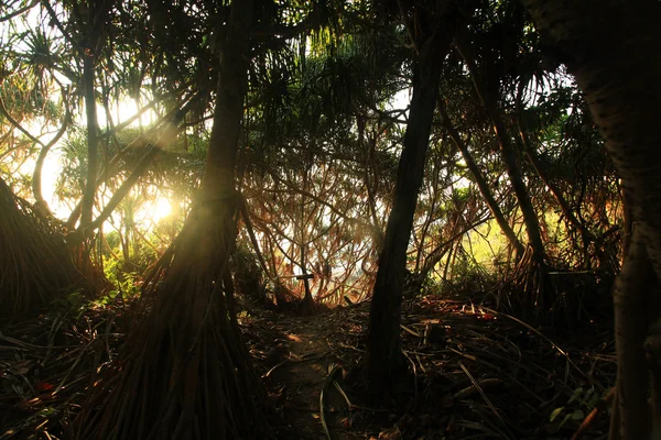 Imagem de palmas tropicais — Fotografia de Stock