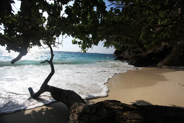 Jungla en una hermosa isla — Foto de Stock