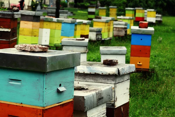 Urticaria en un colmenar con abejas — Foto de Stock