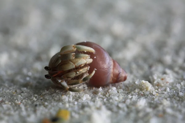 Krabba på sandstrand — Stockfoto