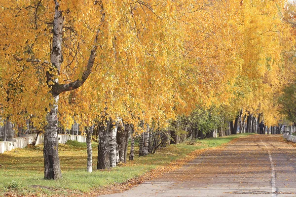 Otoño bosque paisaje — Foto de Stock