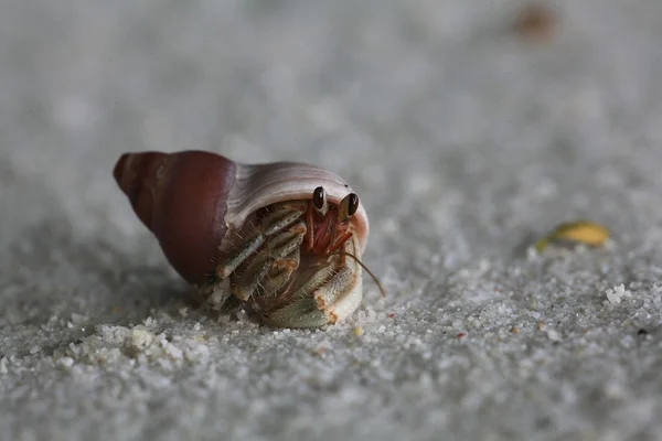 Krabba på sandstrand — Stockfoto