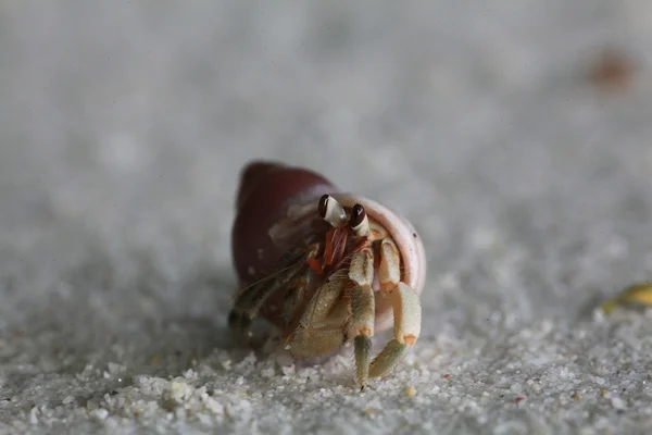 Crab on sandy beach — Stock Photo, Image