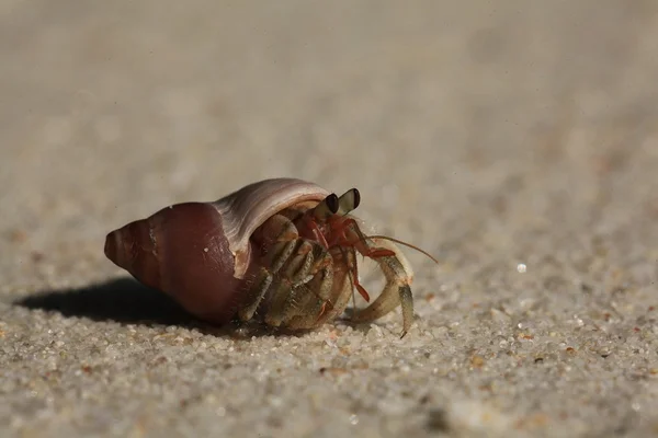 Krabba på sandstrand — Stockfoto