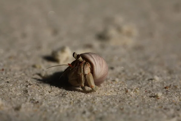 Krabbe am Sandstrand — Stockfoto
