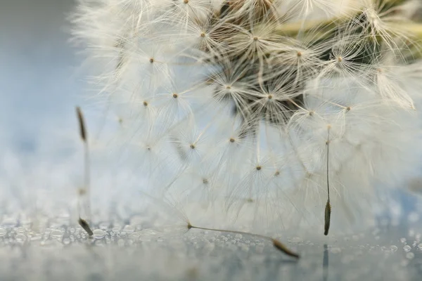 Dandelion seed macro — Stok Foto