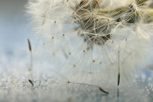 Paardebloem zaden macro — Stockfoto