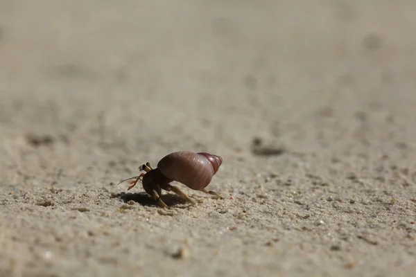 Caranguejo na praia arenosa — Fotografia de Stock