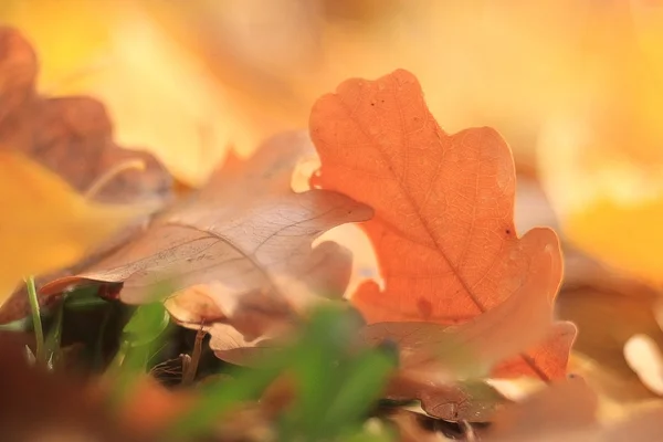 Autunno sfondo caduta — Foto Stock