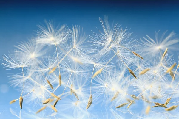 Semillas de diente de león macro — Foto de Stock