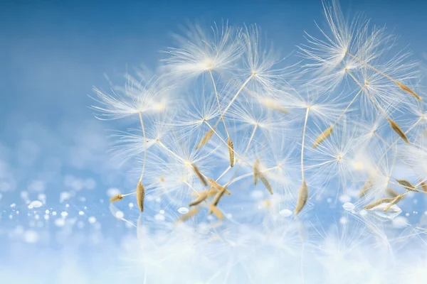 Dandelion seeds macro — Stock Photo, Image