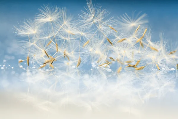 Dandelion seeds macro — Stock Photo, Image