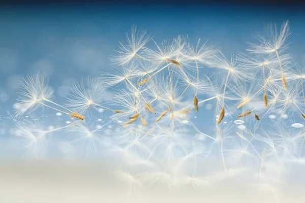 Dandelion seeds macro — Stock Photo, Image