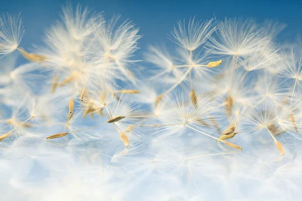 Semillas de diente de león macro — Foto de Stock