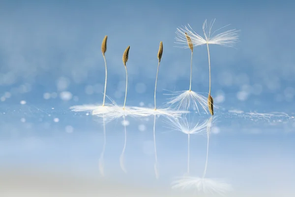 Dandelion seed macro — Stok Foto