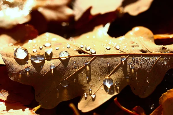 Autumn background fall — Stock Photo, Image