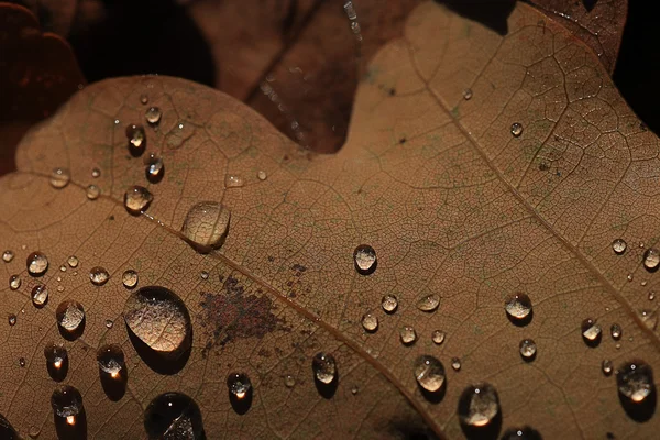 Autumn background fall — Stock Photo, Image