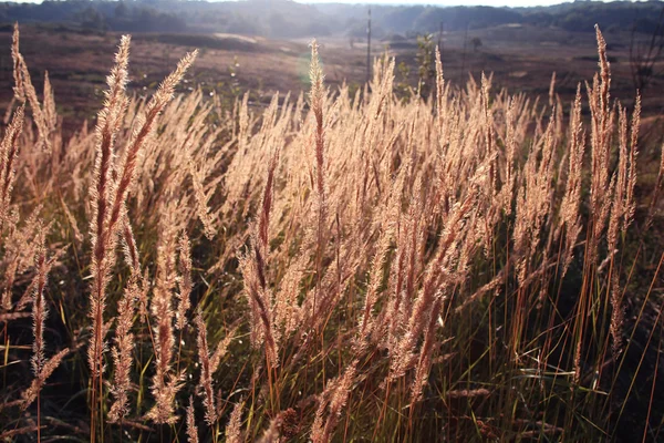 Autumn grass background — Zdjęcie stockowe