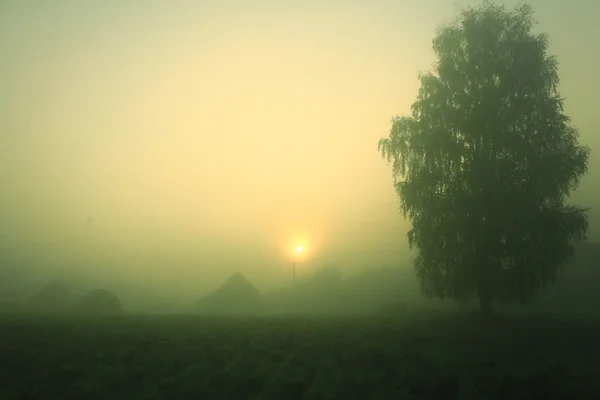 Летний туман в деревне — стоковое фото
