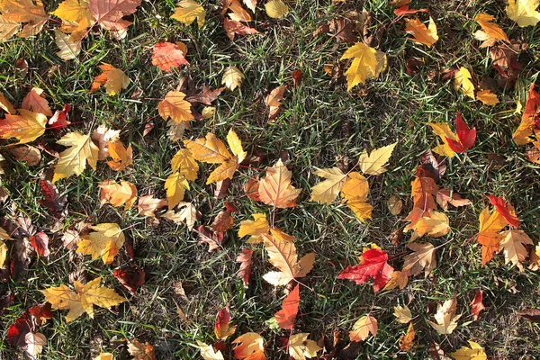 Foglie d'autunno gialle — Foto Stock