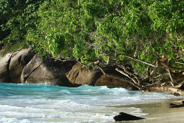 Dschungel auf einer wunderschönen Insel — Stockfoto