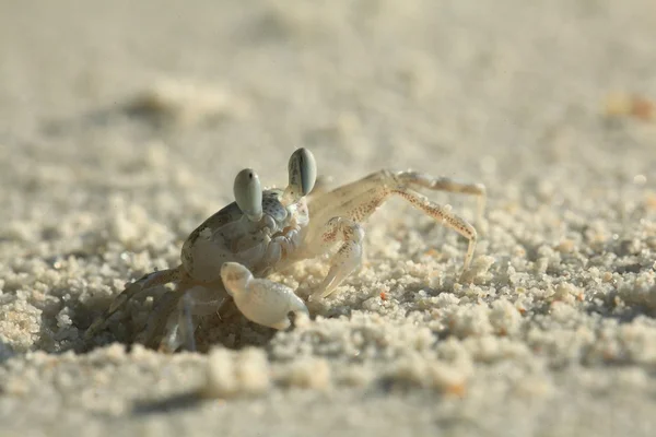 Krabbe am Sandstrand — Stockfoto