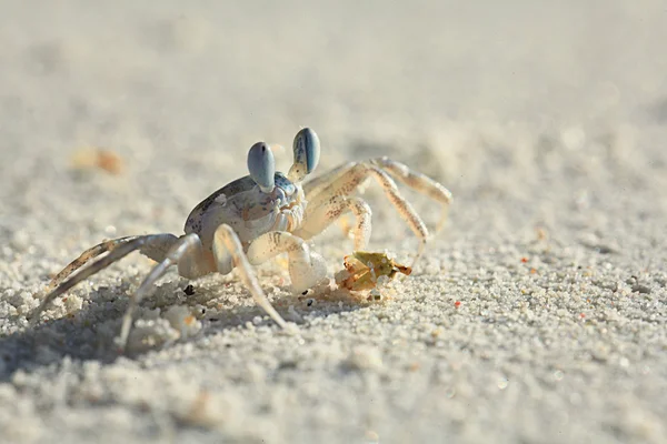 Krabbe am Sandstrand — Stockfoto