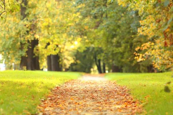 Wallpaper Bench park leaves grass path fall 1920x1200 HD Picture Image