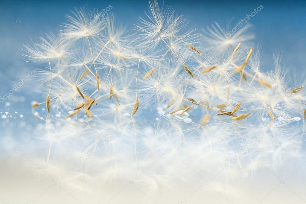 Dandelion seeds macro