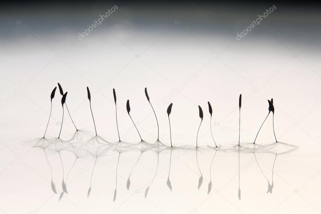 Dandelion seeds macro