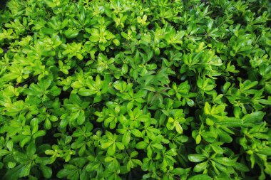 parlak yeşil yaprakları doku