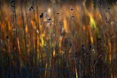 sonbahar çim arka plan