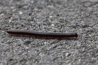 Caterpillar gri taş