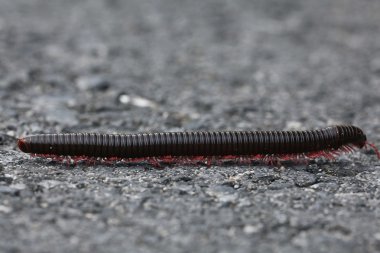 Caterpillar gri taş